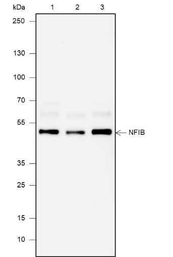 Anti-Human/Rat/Mouse NFIB Antibody [A666] - ABMIUM