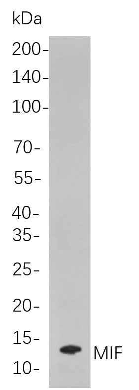 Anti-Human/Mouse/Rat MIF Antibody [B890] - ABMIUM