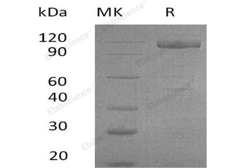 > 95 % as determined by reducing SDS-PAGE.