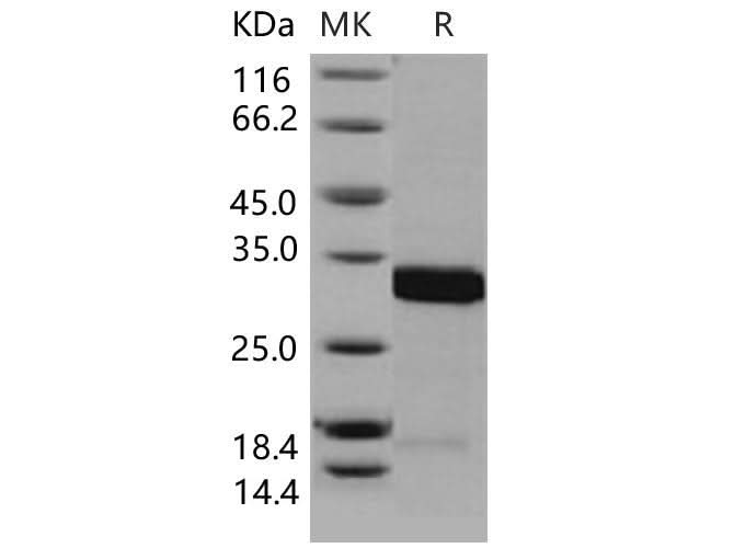 Recombinant Mouse 14-3-3 sigma/YWHAS Protein - ABMIUM