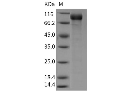 > 85 % as determined by reducing SDS-PAGE.