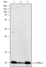 Anti-Human/Rat/Mouse DYNLL1 Antibody [A208]