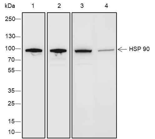 Anti-Human/Rat/Mouse HSP90 beta Antibody [A257] - ABMIUM