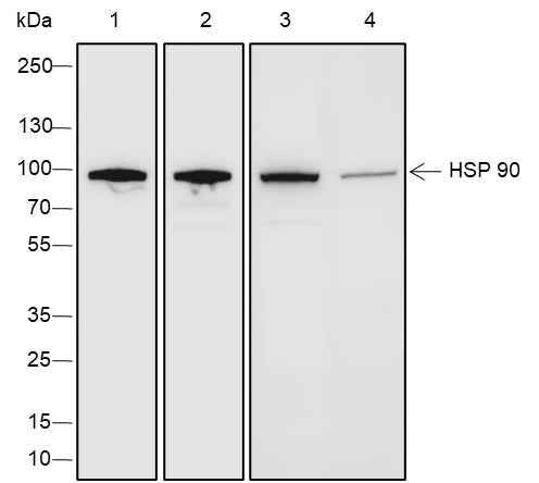 Anti-Human/Rat/Mouse HSP90 beta Antibody [A257]