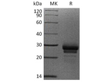 > 95 % as determined by reducing SDS-PAGE.
