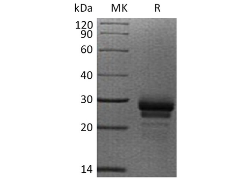 > 95 % as determined by reducing SDS-PAGE.