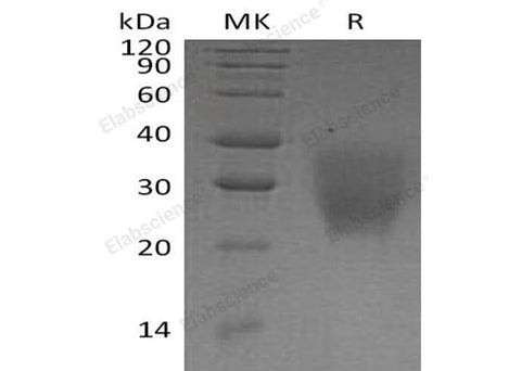> 95 % as determined by reducing SDS-PAGE.