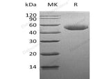> 95 % as determined by reducing SDS-PAGE.