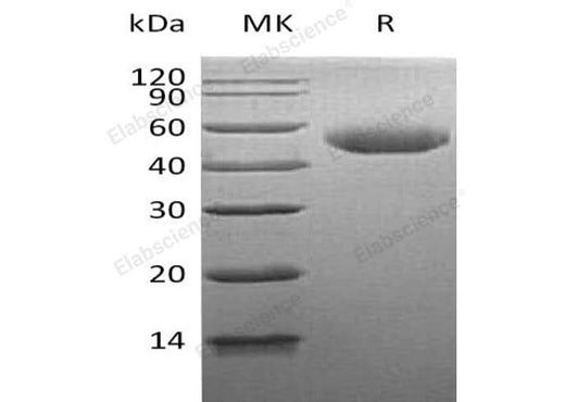 > 95 % as determined by reducing SDS-PAGE.