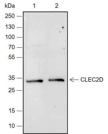 Anti-Human CLEC2D Antibody [A686]
