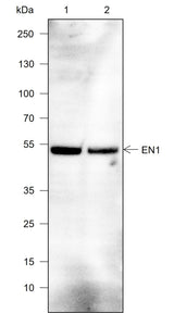 Anti-Rat/Mouse EN1/Engrailed 1 Antibody [A771] - ABMIUM