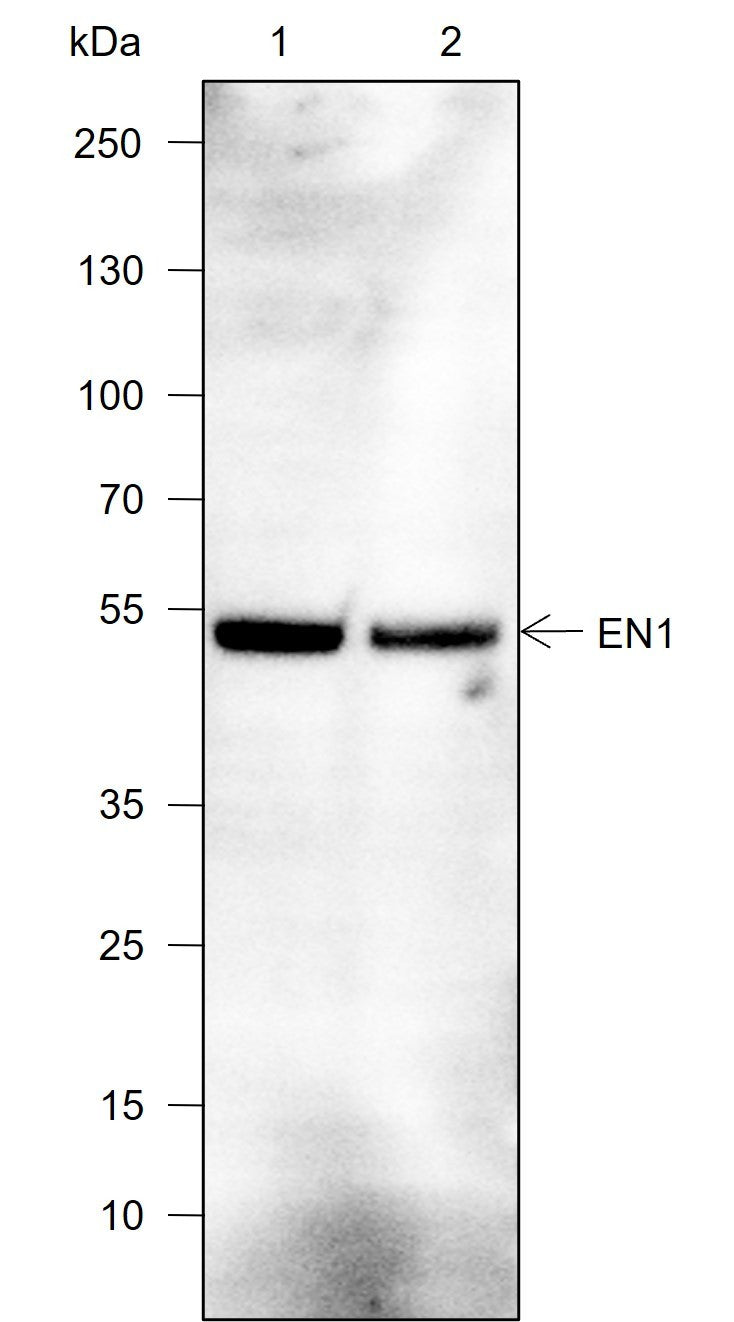 Anti-Rat/Mouse EN1/Engrailed 1 Antibody [A771] - ABMIUM