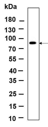 Anti-Human IRAK-1 Antibody [B933]