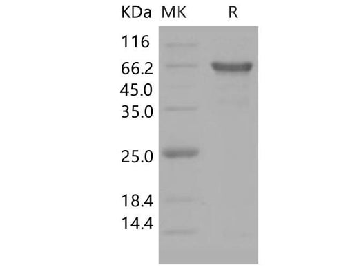 > 95 % as determined by reducing SDS-PAGE.