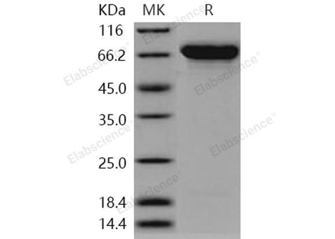 > 96 % as determined by reducing SDS-PAGE.