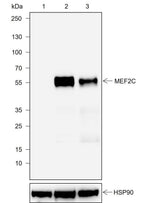 Anti-Human/Rat/Mouse MEF2C Antibody [A761]