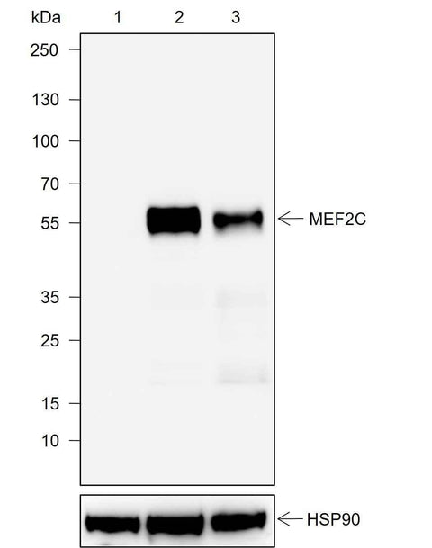 Anti-Human/Rat/Mouse MEF2C Antibody [A761] - ABMIUM