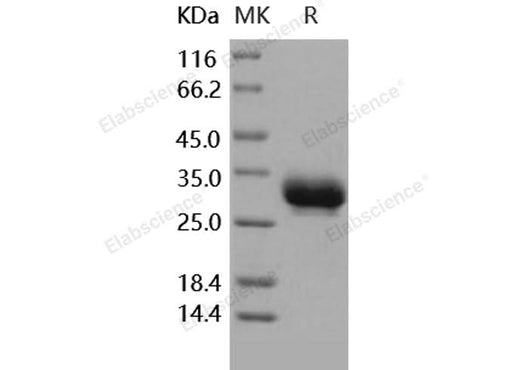 > 97 % as determined by reducing SDS-PAGE.