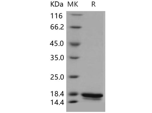 > 97 % as determined by reducing SDS-PAGE.