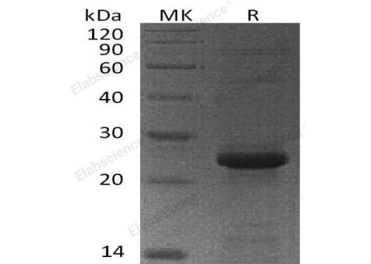 > 90 % as determined by reducing SDS-PAGE.