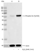 Anti-Human SRC Antibody [B312]