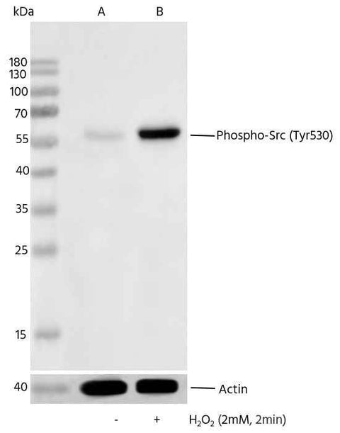 Anti-Human SRC Antibody [B312] - ABMIUM