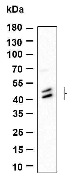 Anti-Human/Mouse/Rat Jun, JunD Antibody [B906]