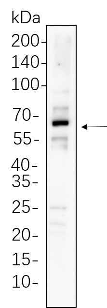 Anti-Human/Mouse/Rat xCT Antibody [B1143] - ABMIUM