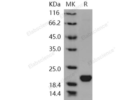 > 95 % as determined by reducing SDS-PAGE.