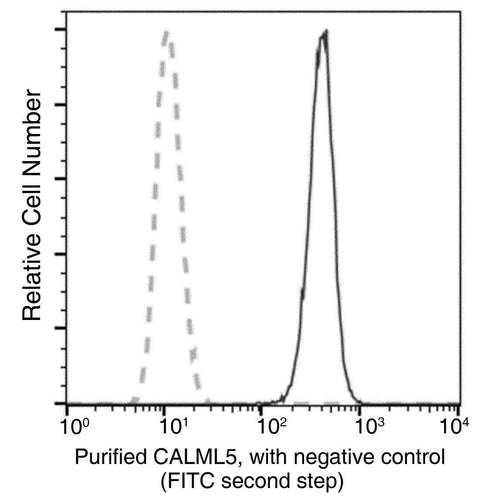 Anti-Human CALML5 Antibody [B160] - ABMIUM