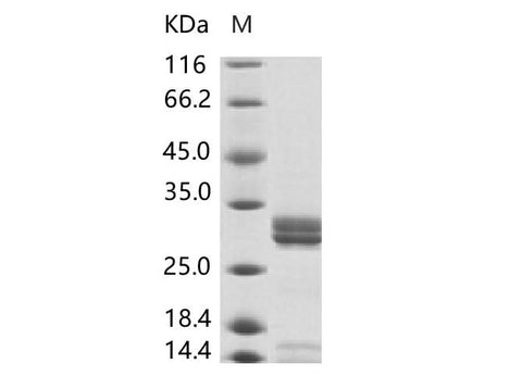> 95 % as determined by reducing SDS-PAGE.