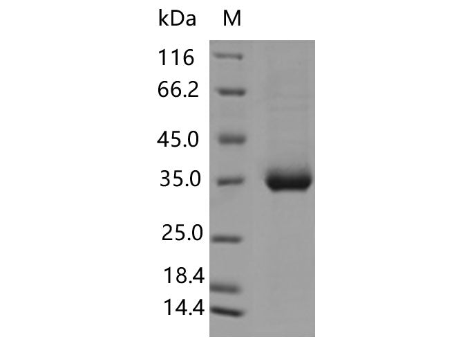 > 95 % as determined by reducing SDS-PAGE.