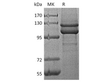 > 95 % as determined by reducing SDS-PAGE.