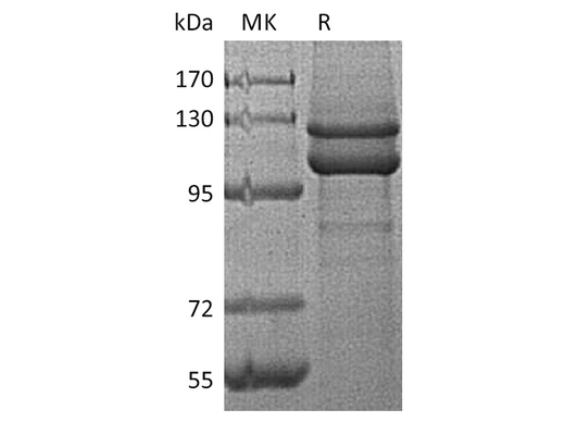 > 95 % as determined by reducing SDS-PAGE.