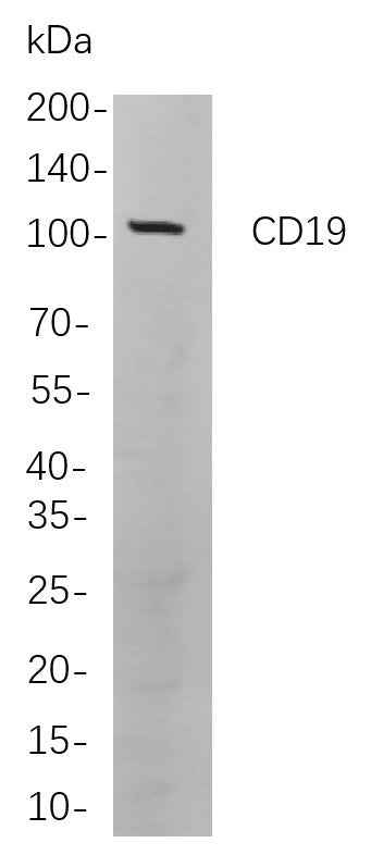 Anti-Human CD19 Antibody [B869] - ABMIUM