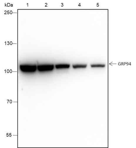 Anti-Human/Rat/Mouse GRP94 Antibody [A241] - ABMIUM