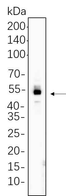 Anti-Human/Mouse/Rat Smad5 Antibody [B644] - ABMIUM