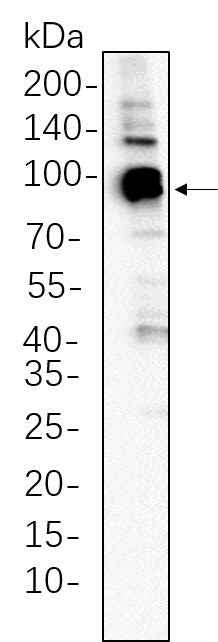 Anti-Human/Mouse/Rat Stat5a Antibody [B666] - ABMIUM