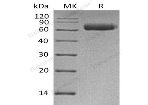 > 95 % as determined by reducing SDS-PAGE.