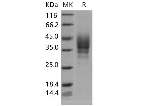> 98 % as determined by reducing SDS-PAGE.