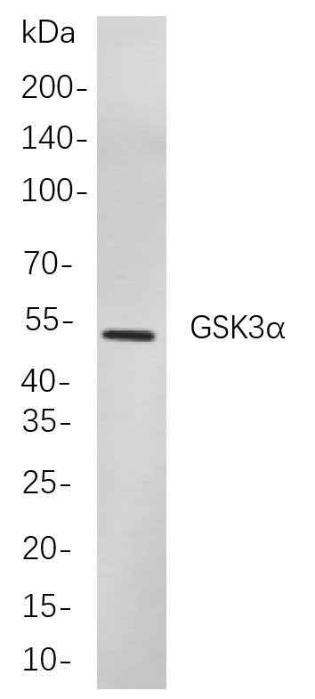 Anti-Human/Mouse/Rat GSK3α Antibody [B894] - ABMIUM