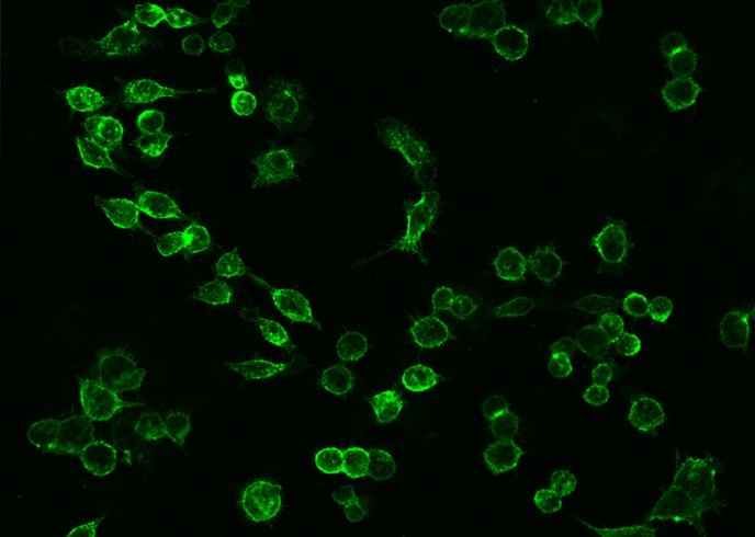 Anti-Mouse ICAM1 Antibody [B449] - ABMIUM