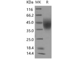 > 95 % as determined by reducing SDS-PAGE.
