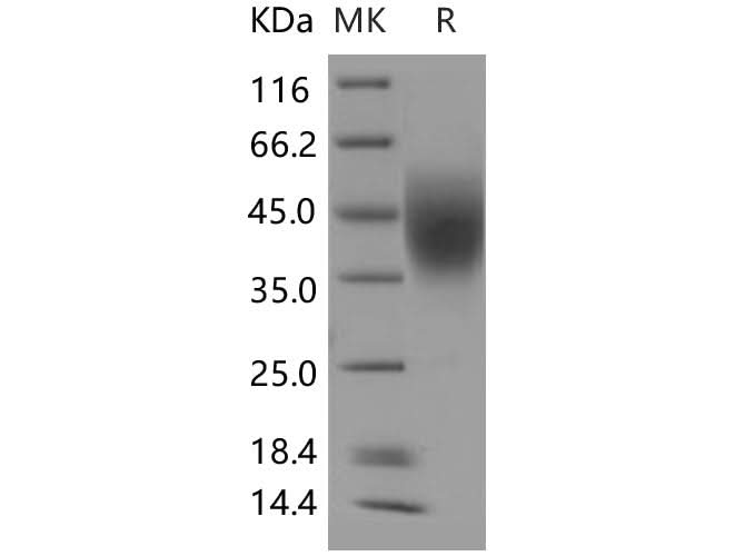 > 95 % as determined by reducing SDS-PAGE.