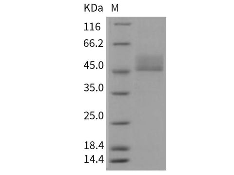 > 90 % as determined by reducing SDS-PAGE.