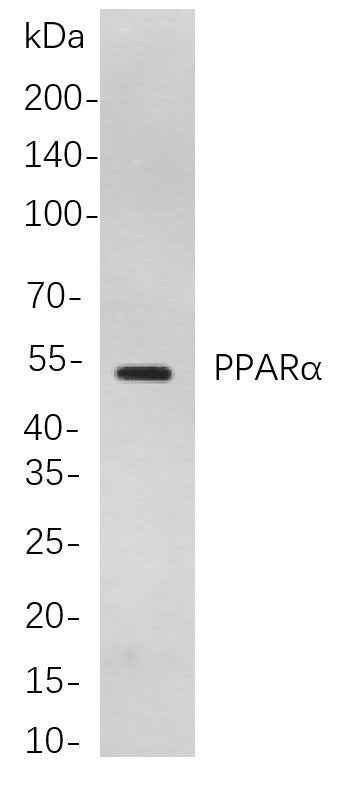 Anti-Human/Mouse/Rat PPARα Antibody [B861] - ABMIUM