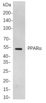 Anti-Human/Mouse/Rat PPARα Antibody [B861]