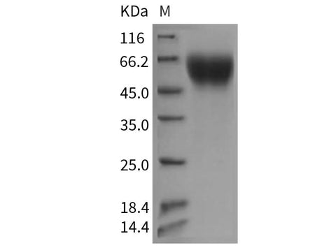 > 98 % as determined by reducing SDS-PAGE.