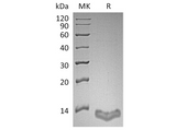 Recombinant Human S100A16/S100F Protein - ABMIUM