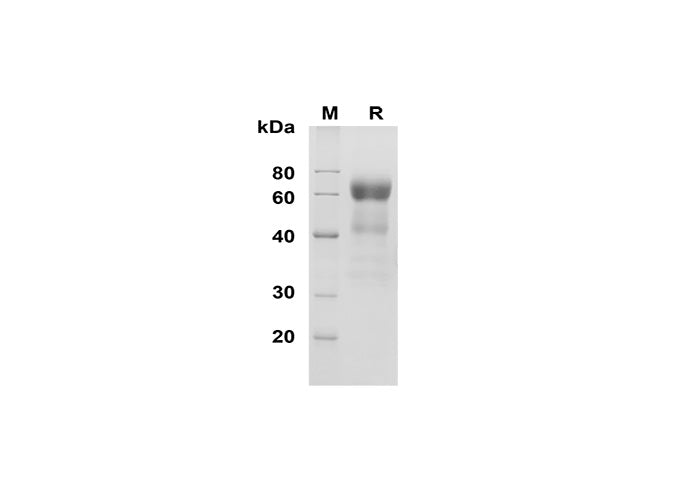 SDS-PAGE analysis of Human CD48/SLAMF2 proteins , 2 μg/lane of Recombinant Human CD48/SLAMF2 proteins was resolved with SDS-PAGE under reducing conditions , showing bands at 60 kDa.